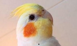 玄凤鹦鹉爆料视频大全集,视频大全集精彩瞬间回顾