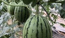 吃瓜的康县网红,揭秘网络红人的魅力与争议