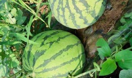 免费吃瓜最新入口,畅享无界限的娱乐盛宴