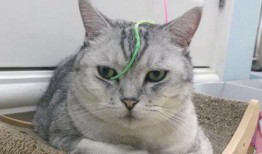 吃瓜猫抖音网红叫什么,抖音网红的瓜田奇遇记