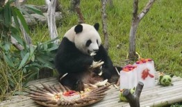 南宁动物园爆料视频最新,神秘动物亮相，揭秘动物世界奇观！