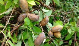 岑巩网红吃八月瓜,岑巩八月瓜美食之旅，解锁神秘果香新体验