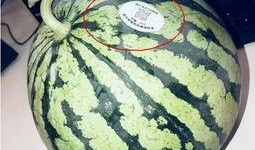 网红吃瓜 合集,盘点那些爆笑、惊悚、感人的瞬间