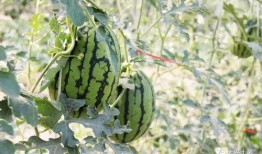 网红最新吃瓜,揭秘娱乐圈幕后真相