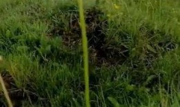 草在线观看,探寻自然之美，感受生命律动