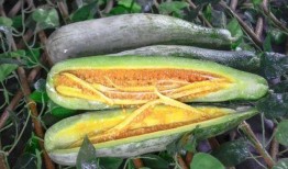 网红有什么瓜吃的好吃呢,揭秘那些让人垂涎欲滴的“网红瓜”