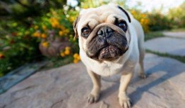 巴哥爆料新角色视频大全,新角色视频大全，神秘角色引期待