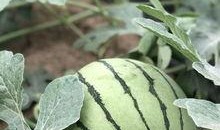 吃瓜的康县网红,揭秘网络红人的魅力与争议