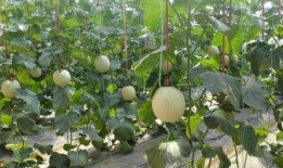 免费吃瓜最新入口,畅享无界限的娱乐盛宴