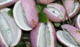 岑巩网红吃八月瓜,岑巩八月瓜美食之旅，解锁神秘果香新体验