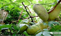 岑巩网红吃八月瓜,岑巩八月瓜美食之旅，解锁神秘果香新体验