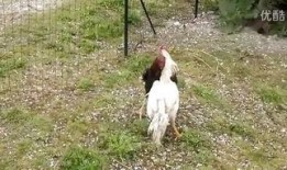军鸡在线观看,揭秘特种部队的传奇故事