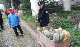 武都吃瓜网红事件视频曝光,视频曝光引发网络热议