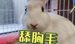 吃瓜猫抖音网红叫什么,抖音网红的瓜田奇遇记