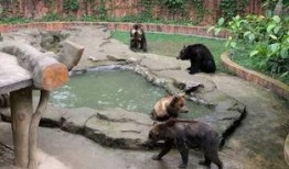 南宁动物园爆料视频最新,神秘动物亮相，揭秘动物世界奇观！