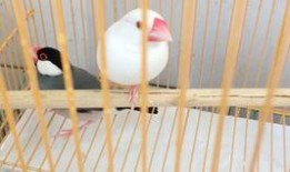 玄凤鹦鹉爆料视频大全集,视频大全集精彩瞬间回顾