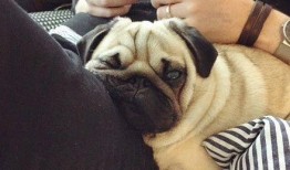 巴哥爆料新角色视频大全,新角色视频大全，神秘角色引期待