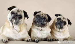 巴哥爆料新角色视频大全,新角色视频大全，神秘角色引期待