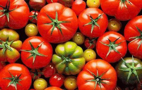 穿书去娱乐圈吃瓜番茄